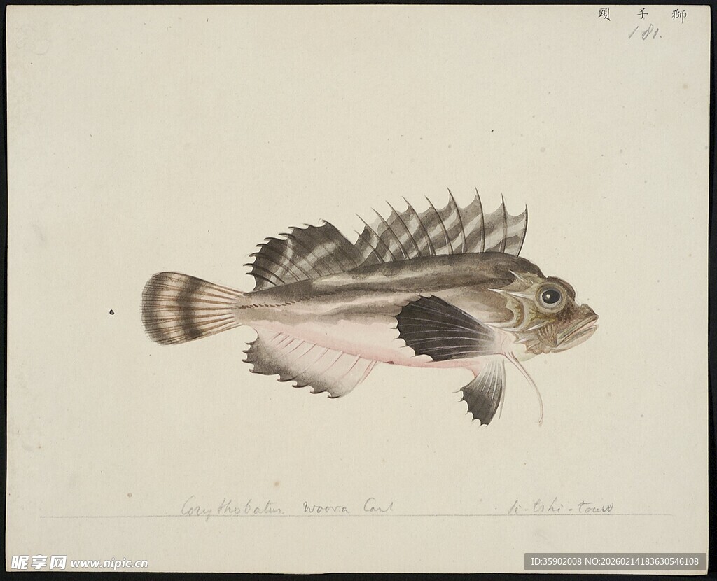 条纹刺鳍鱼绘画作品