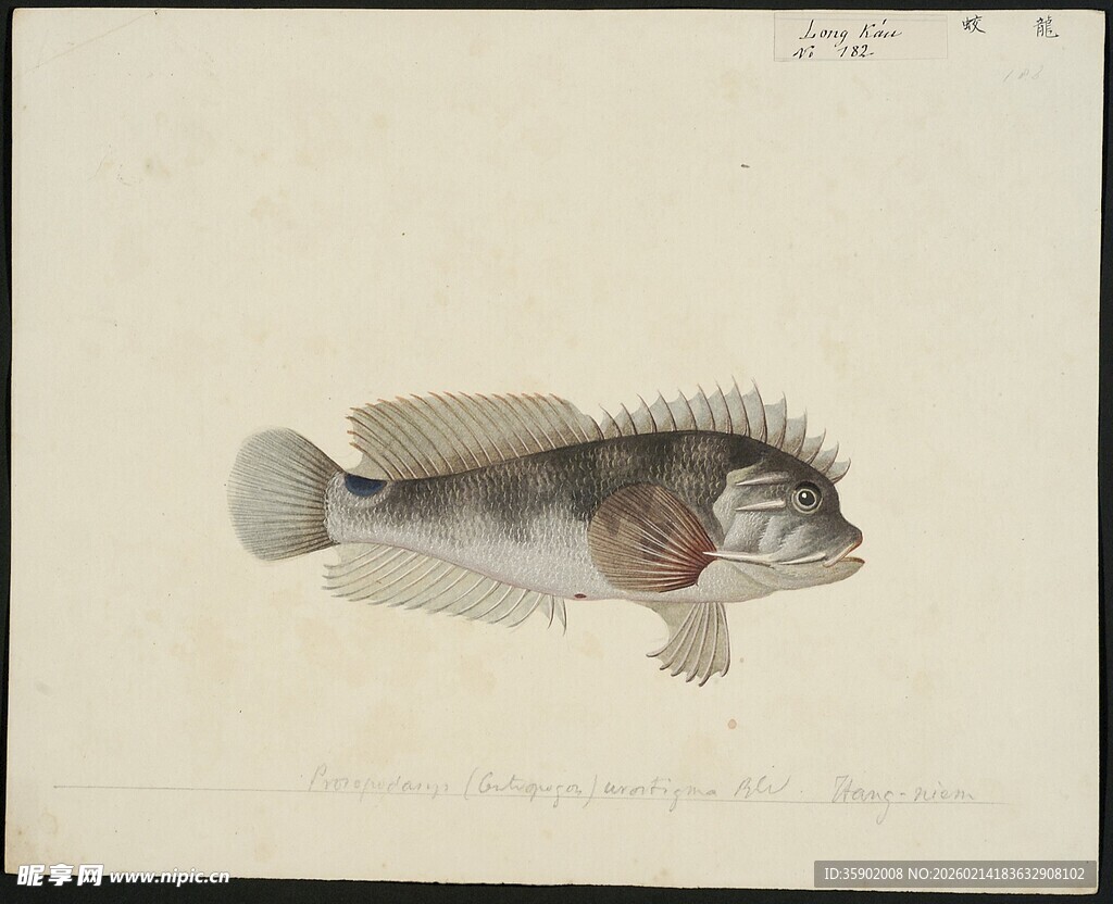 手绘鱼类标本图