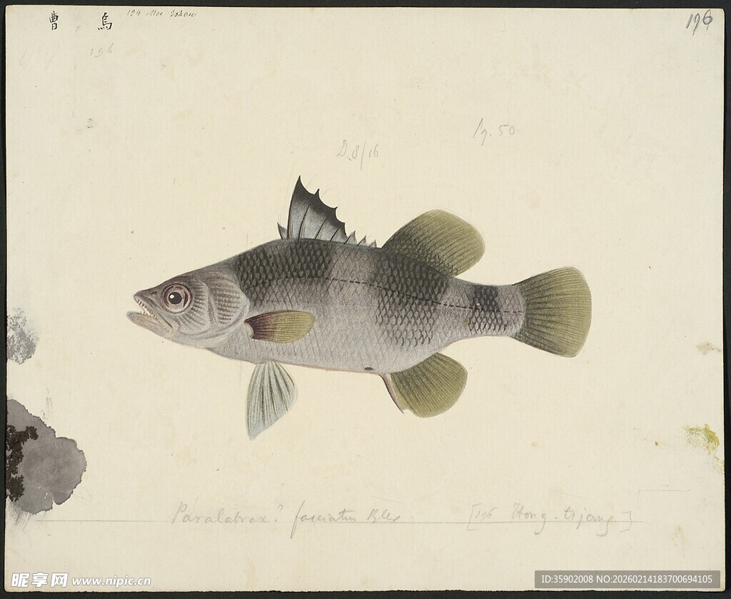 独特外形的小型鱼类