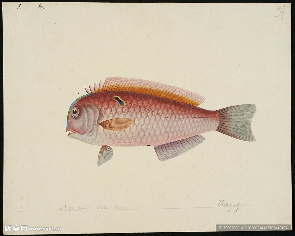 色彩艳丽的条纹鱼