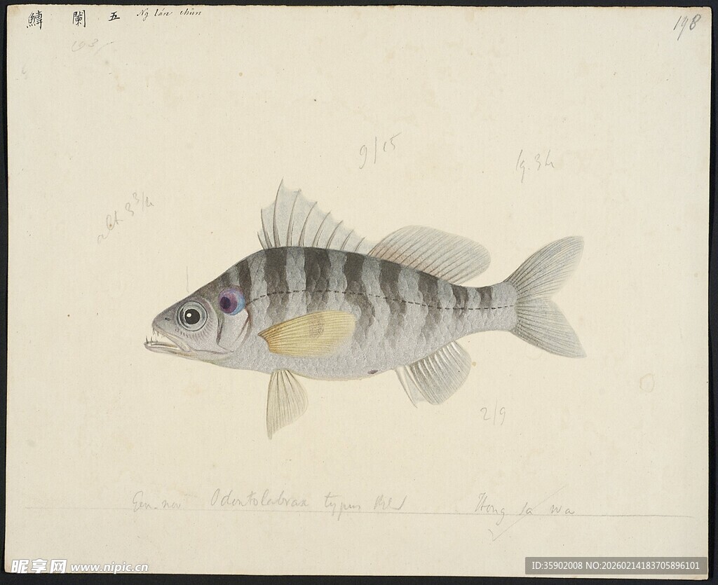 条纹鱼绘画作品