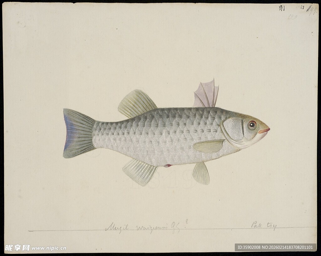 银灰色鱼类标本展示