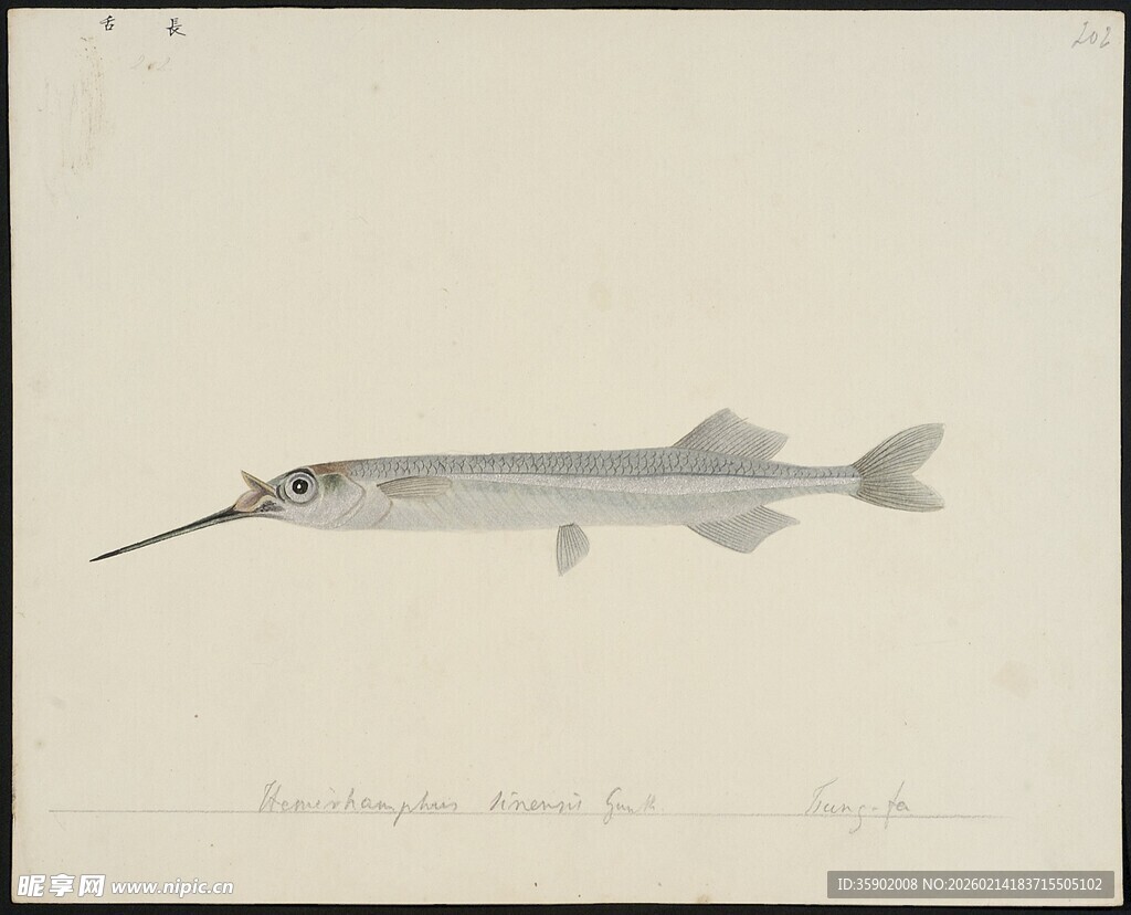 长吻尖嘴鱼的精美画作