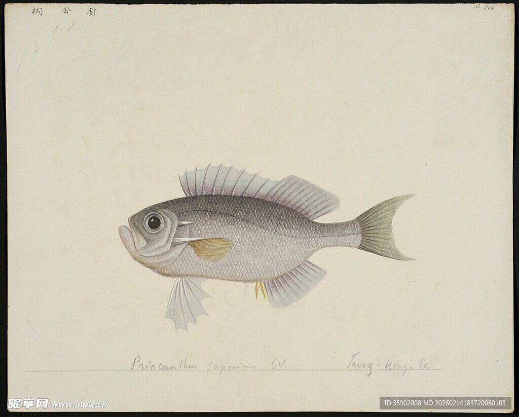 单尾银白小鱼特写