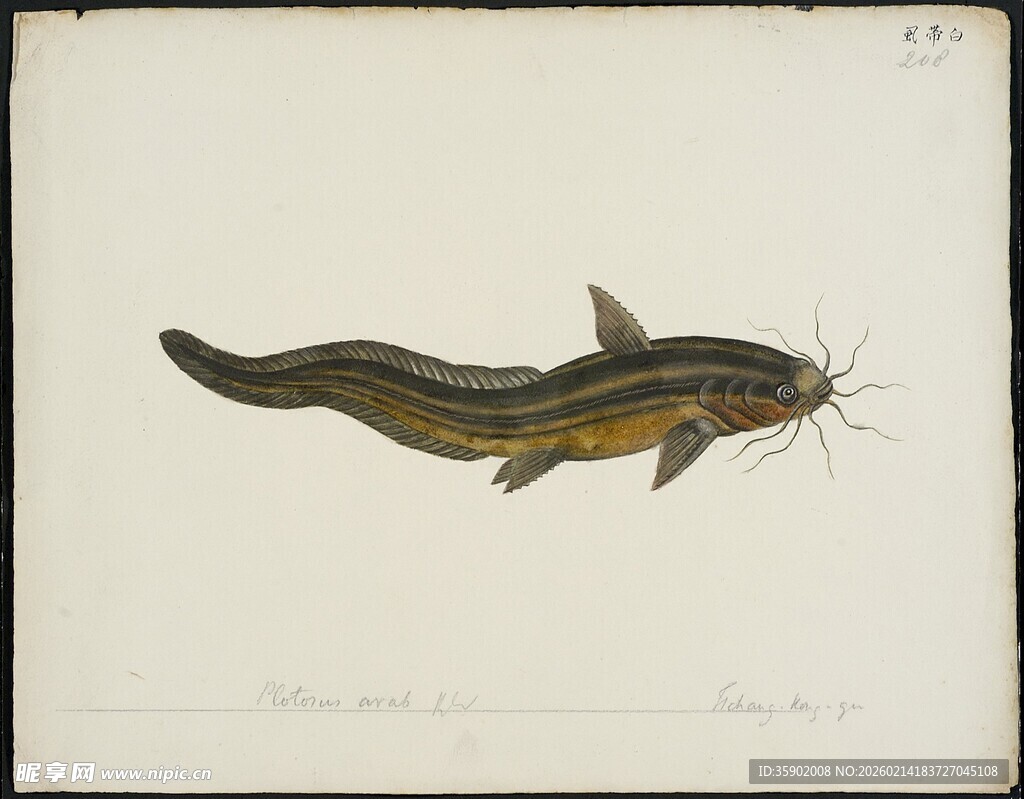 手绘条纹鲶鱼图