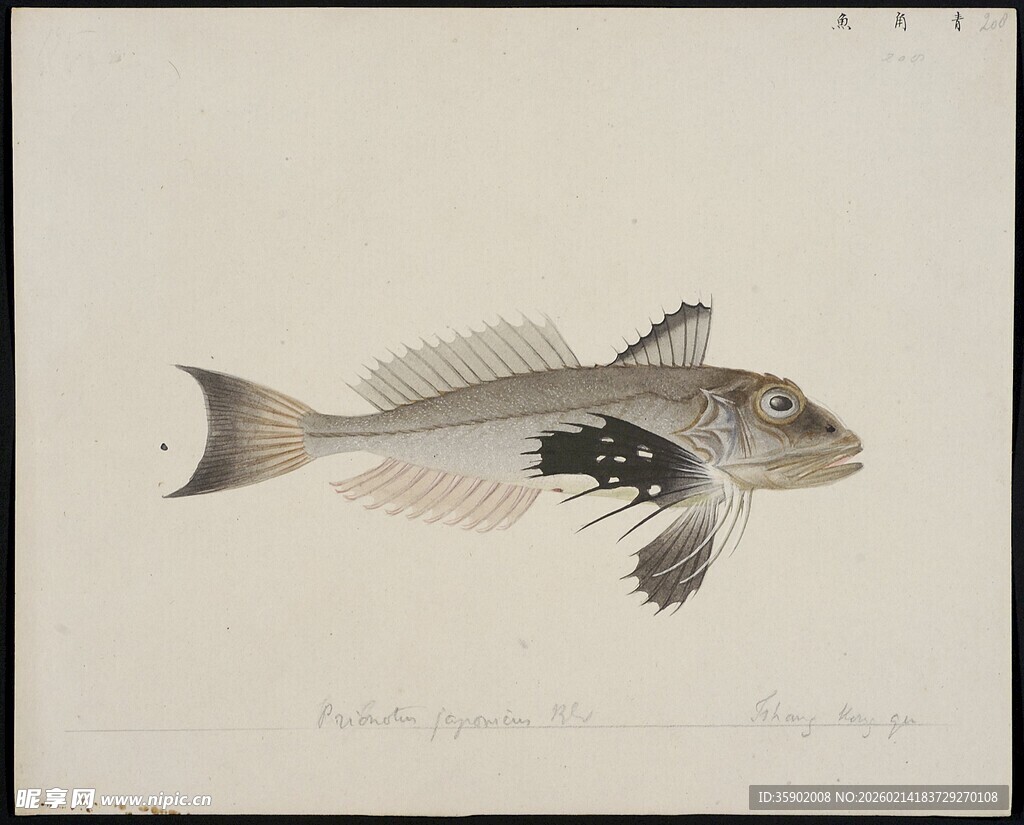 一幅鱼类绘画作品