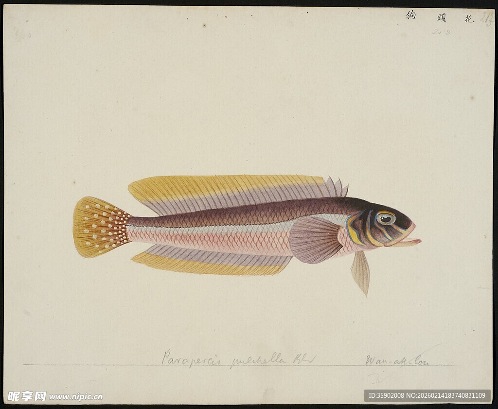 彩色条纹小鱼特写