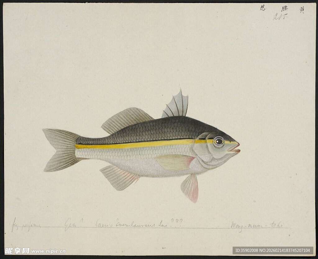 条纹鱼绘画作品展示