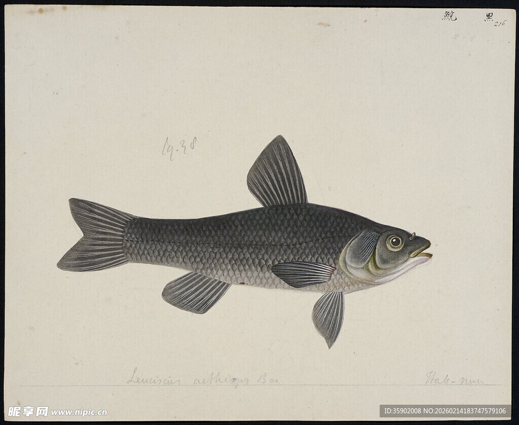 单尾灰黑色鱼类绘画图