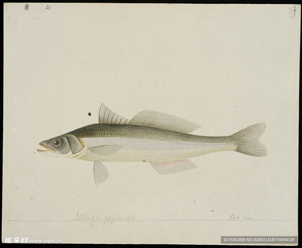 单尾银白鱼绘画作品