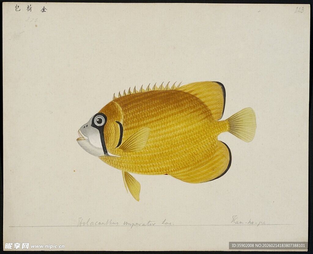 黄色蝴蝶鱼插画图