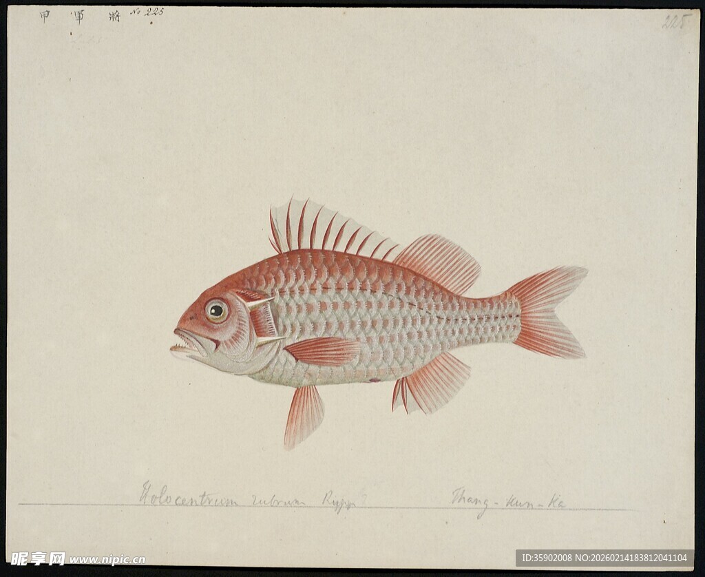 手绘红色条纹鱼图案