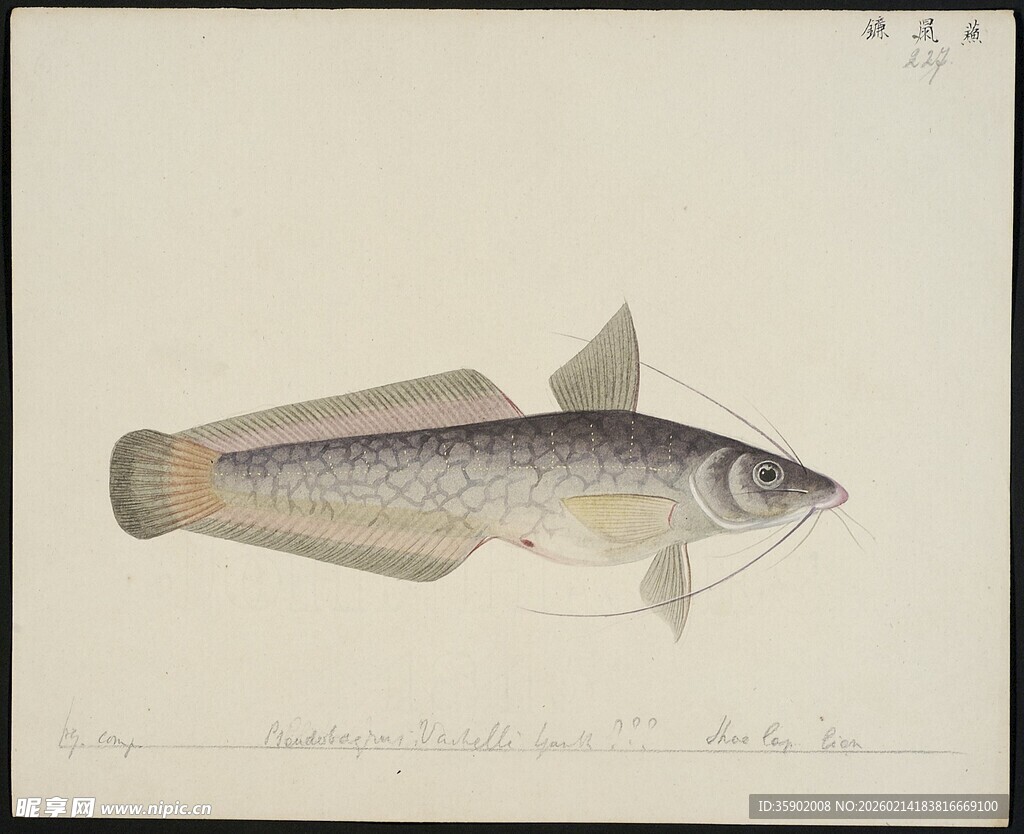 手绘鱼类图稿