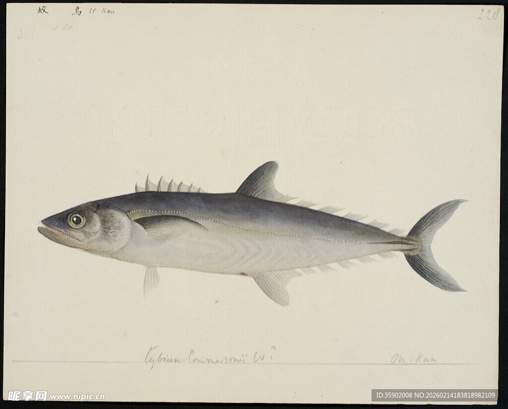 单尾银灰鱼特写