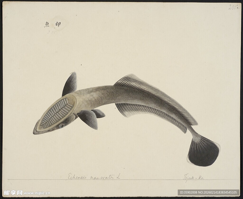 手绘黑白鱼类图像