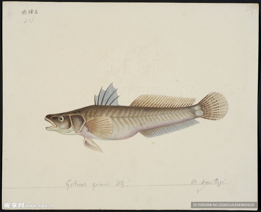 独特外形的鱼类标本