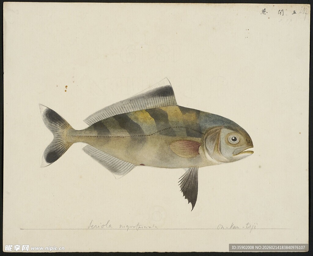 彩色条纹鱼绘画作品