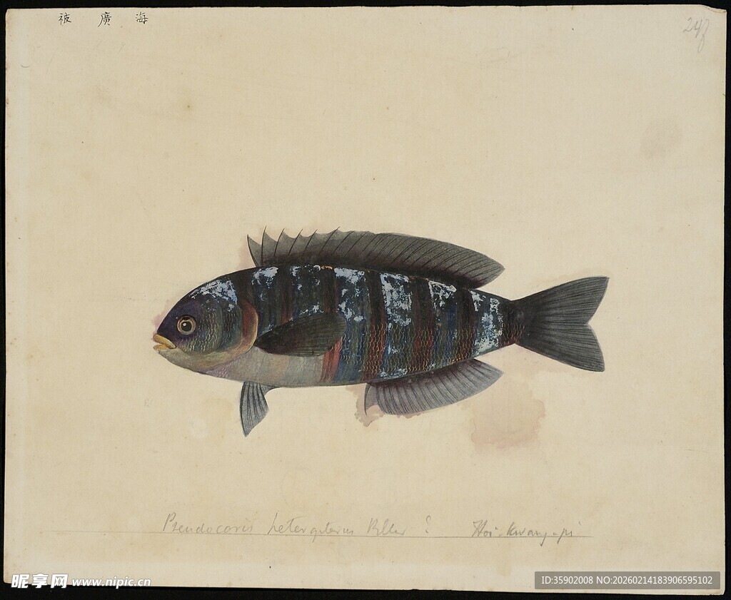 彩色斑纹鱼水彩画作品