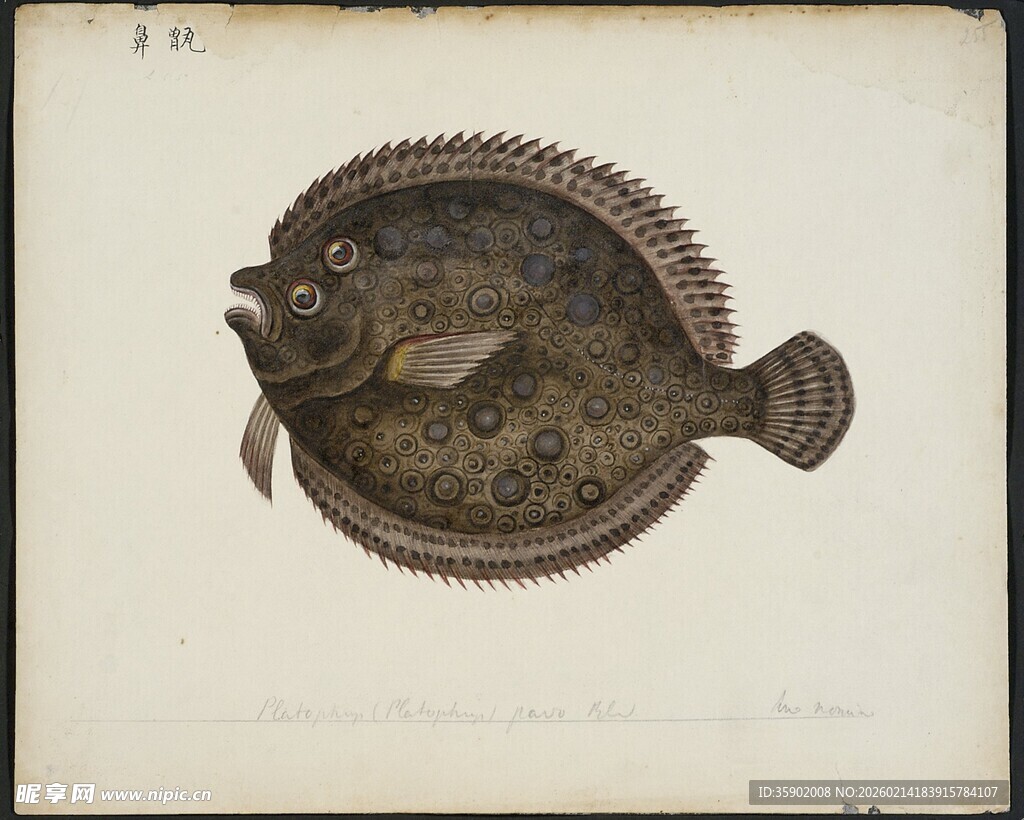 复古风比目鱼插画