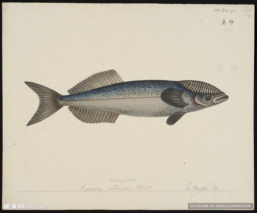 手绘蓝色鱼类图案