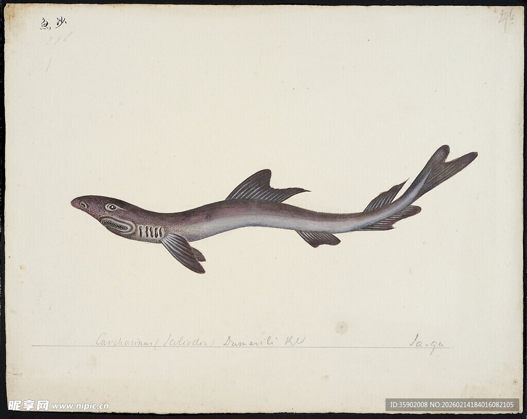 复古风格鲨鱼插画