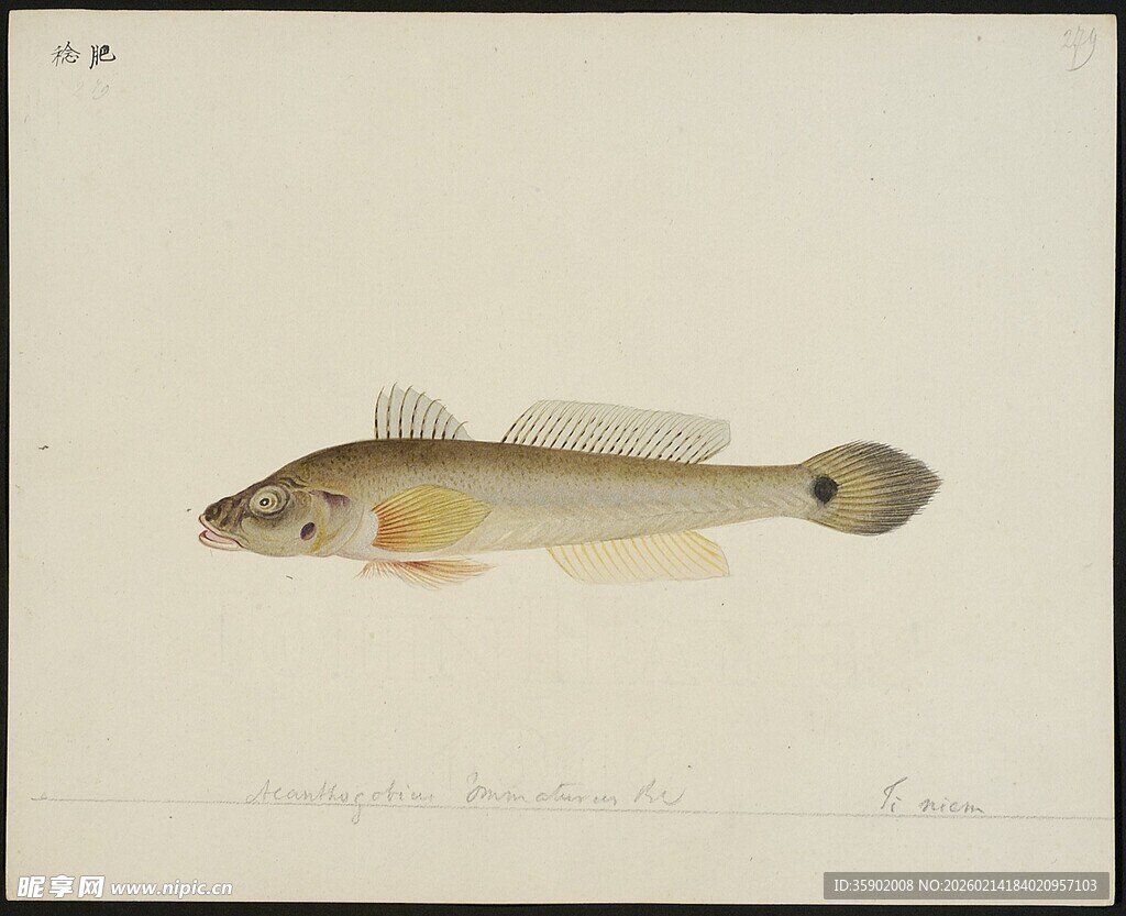 单条鱼类标本展示