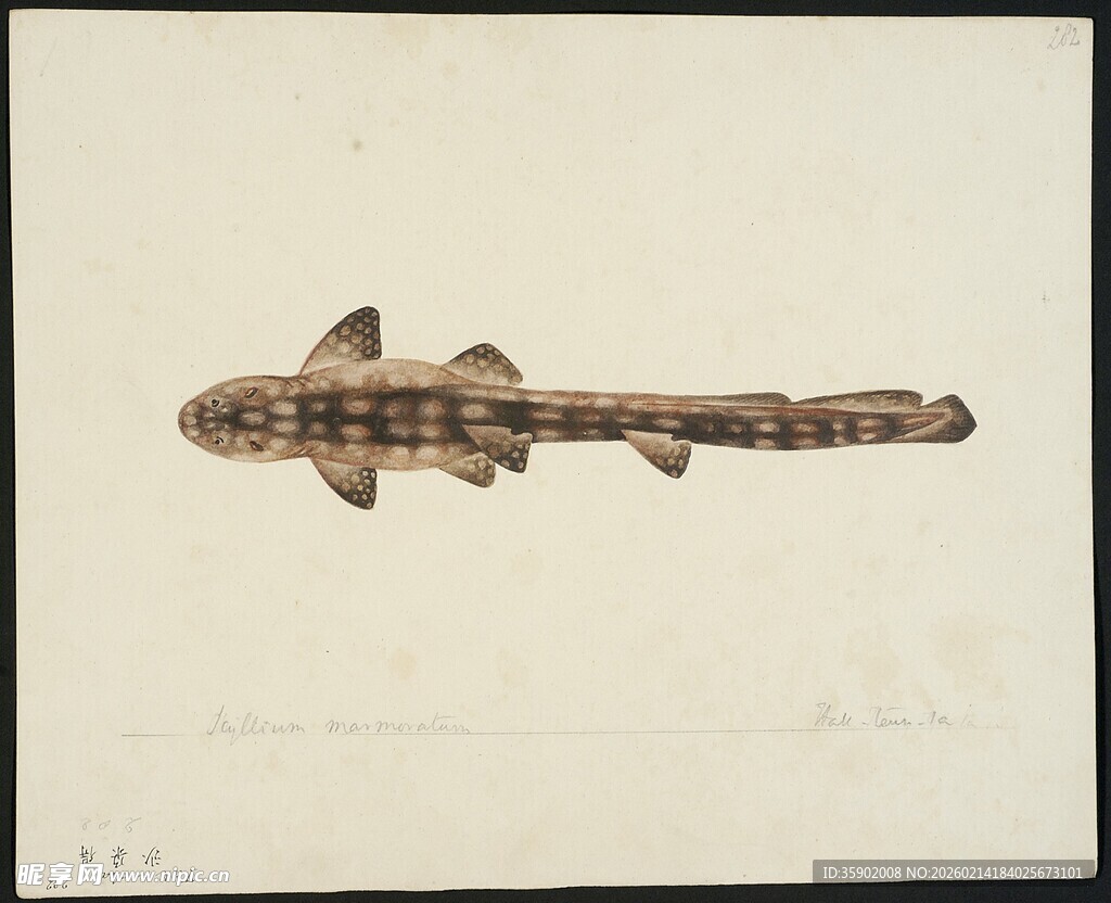 古老鲨鱼图案艺术画作