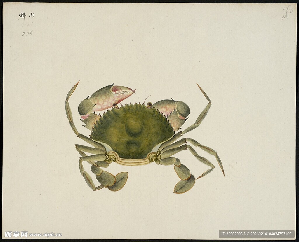 复古风手绘螃蟹插画