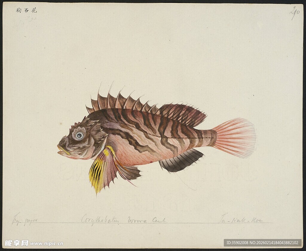 复古风彩色条纹鱼插画