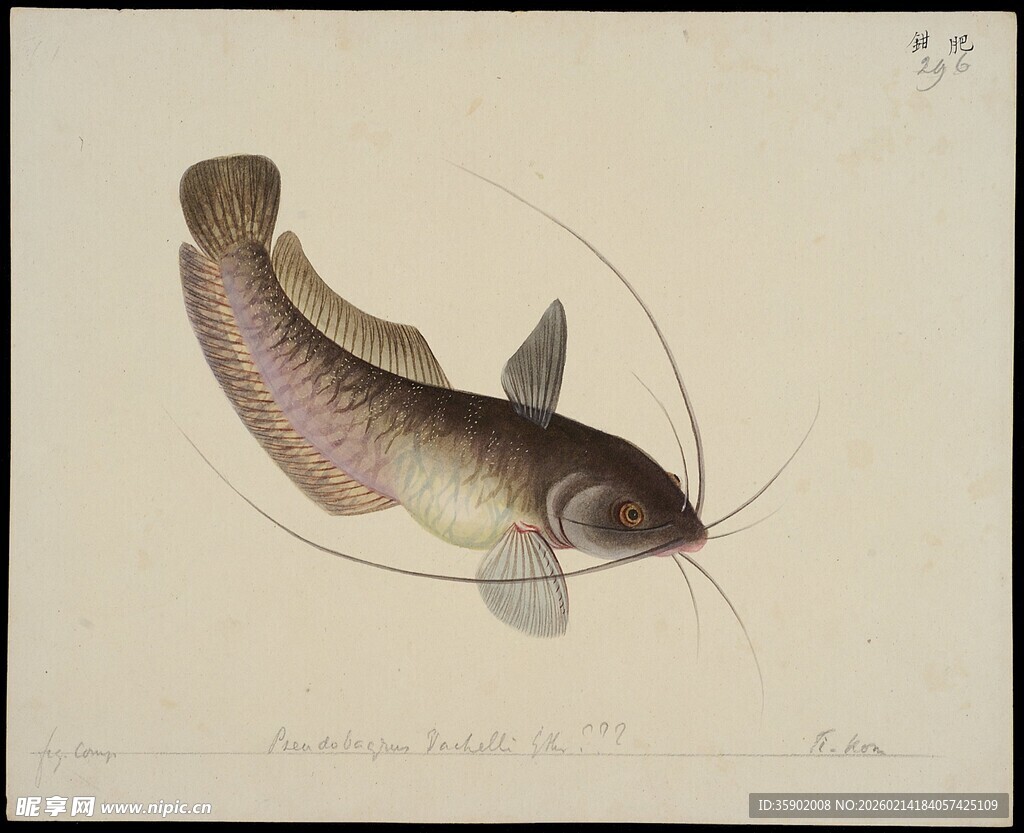 手绘中华鲶鱼图像