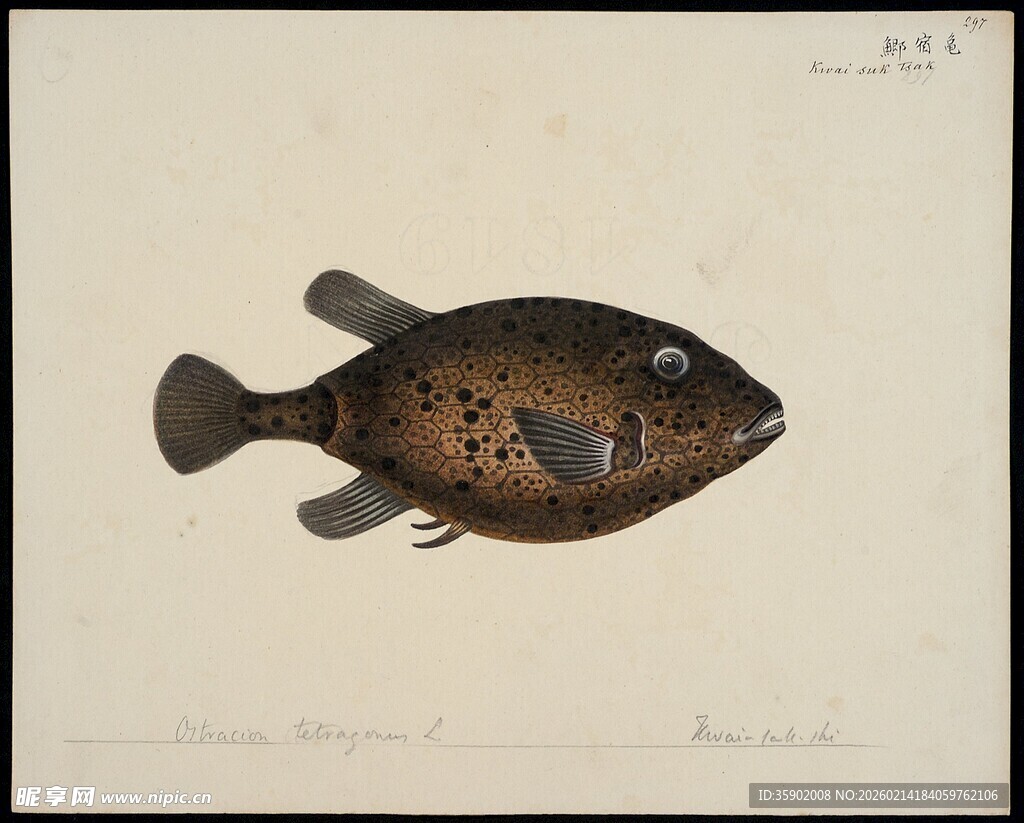 斑点鱼绘画作品展示