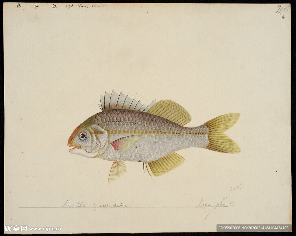 一幅鱼类绘画作品