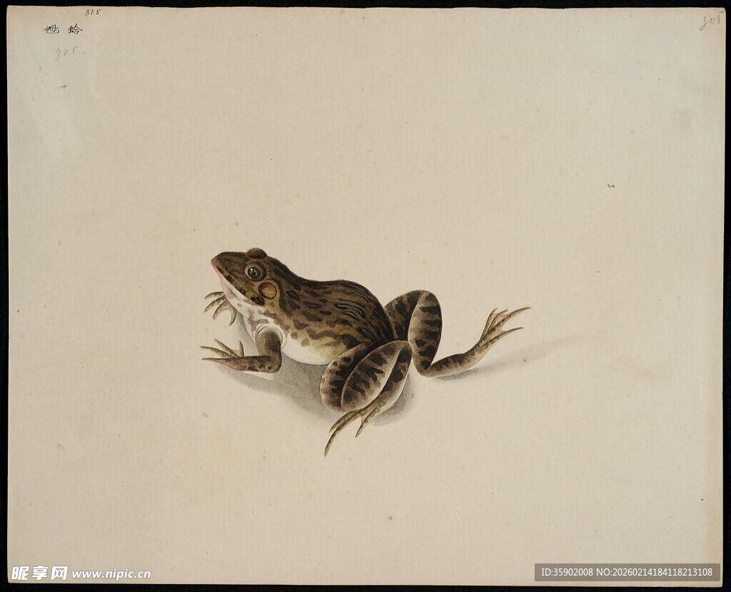 一只青蛙的特写画面