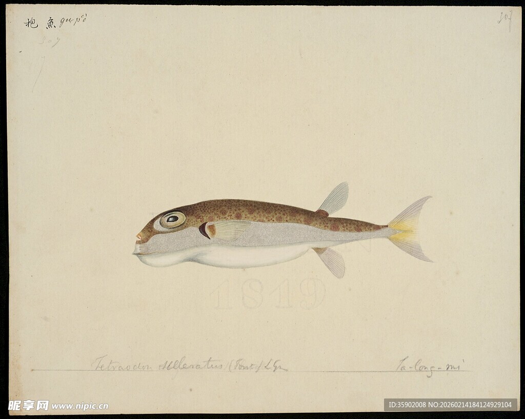 单尾小鱼绘画作品