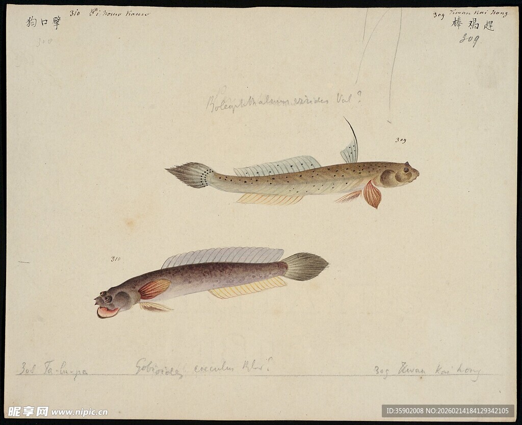 两幅手绘鱼类图像