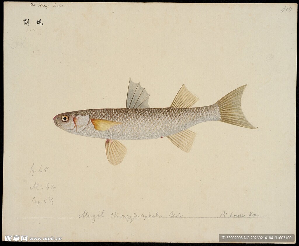 单尾鱼类绘画图