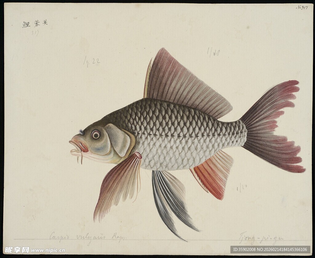 手绘银红相间鱼类图