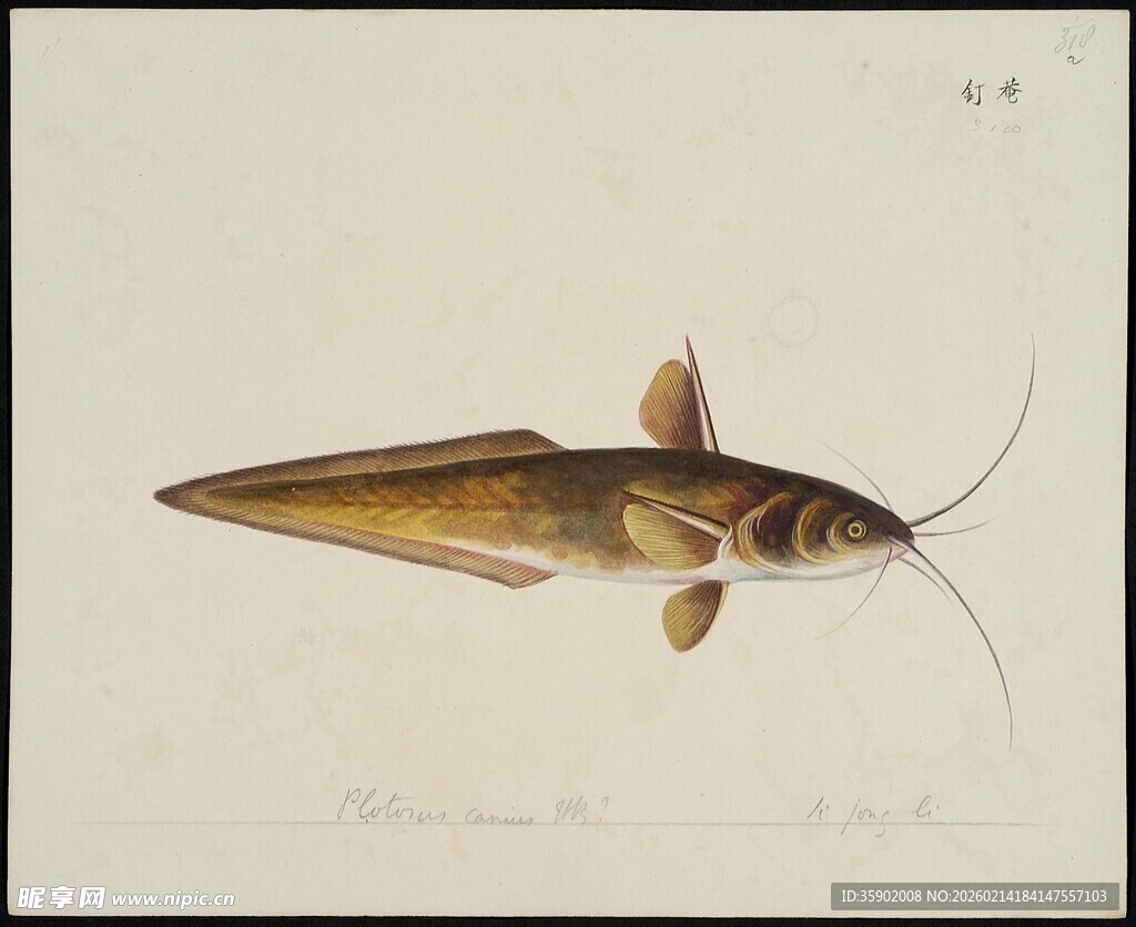 尖嘴鲶鱼插画
