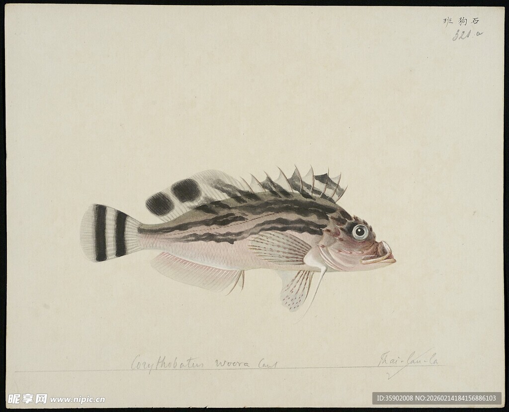 黑白条纹鱼绘画作品