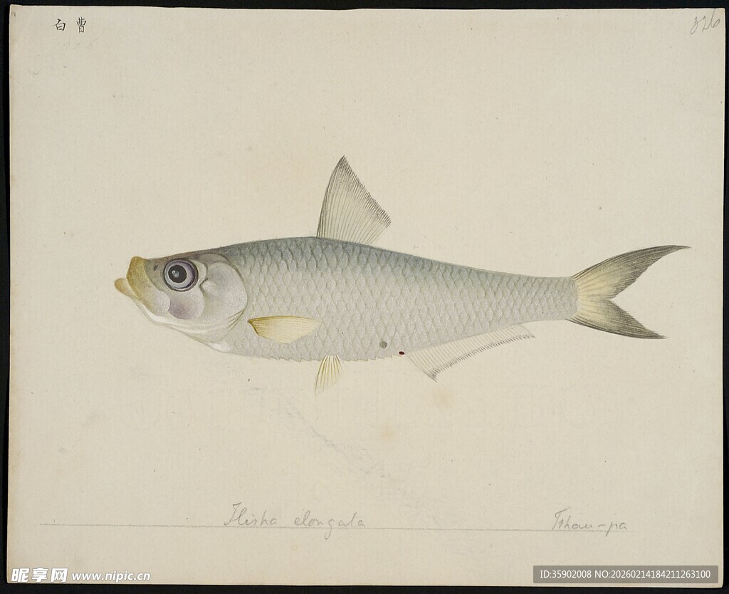 银白鱼类绘画作品展示