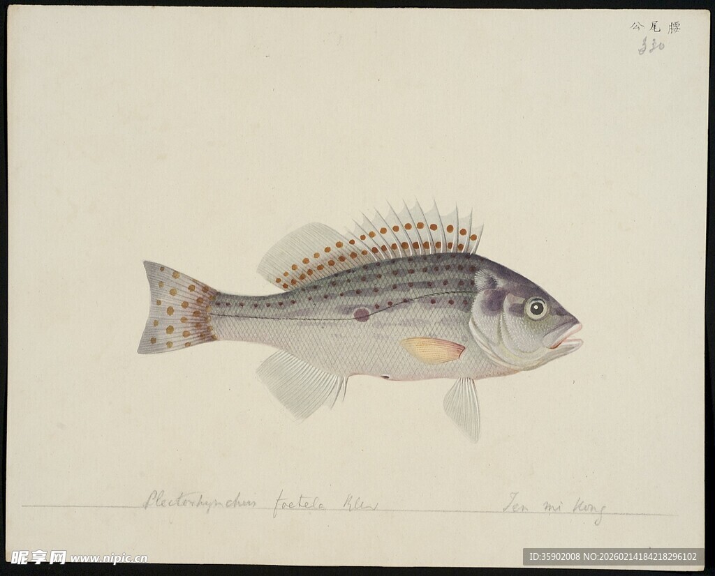 手绘多彩鱼类图像