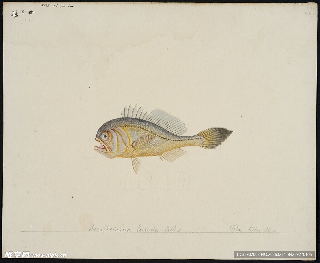 单尾鱼绘画作品展示