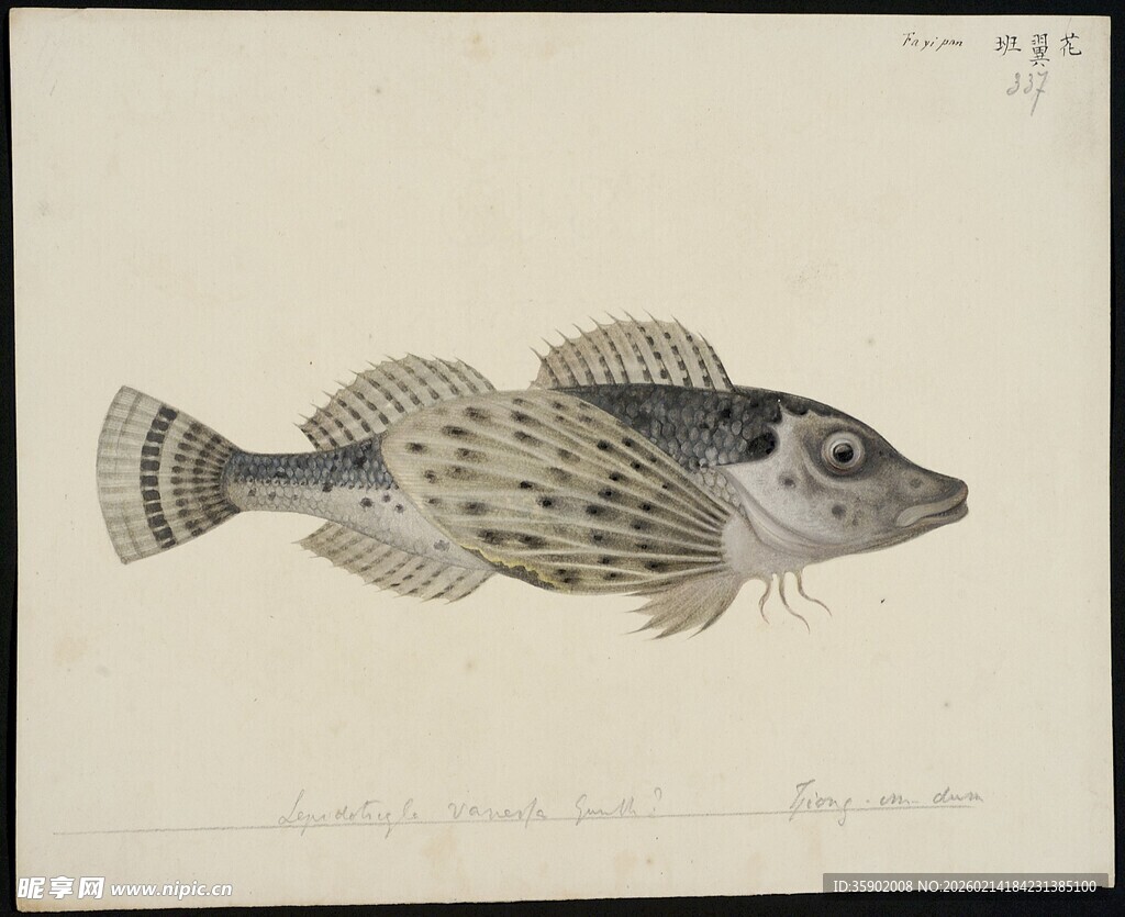 黑白斑纹鱼水墨画