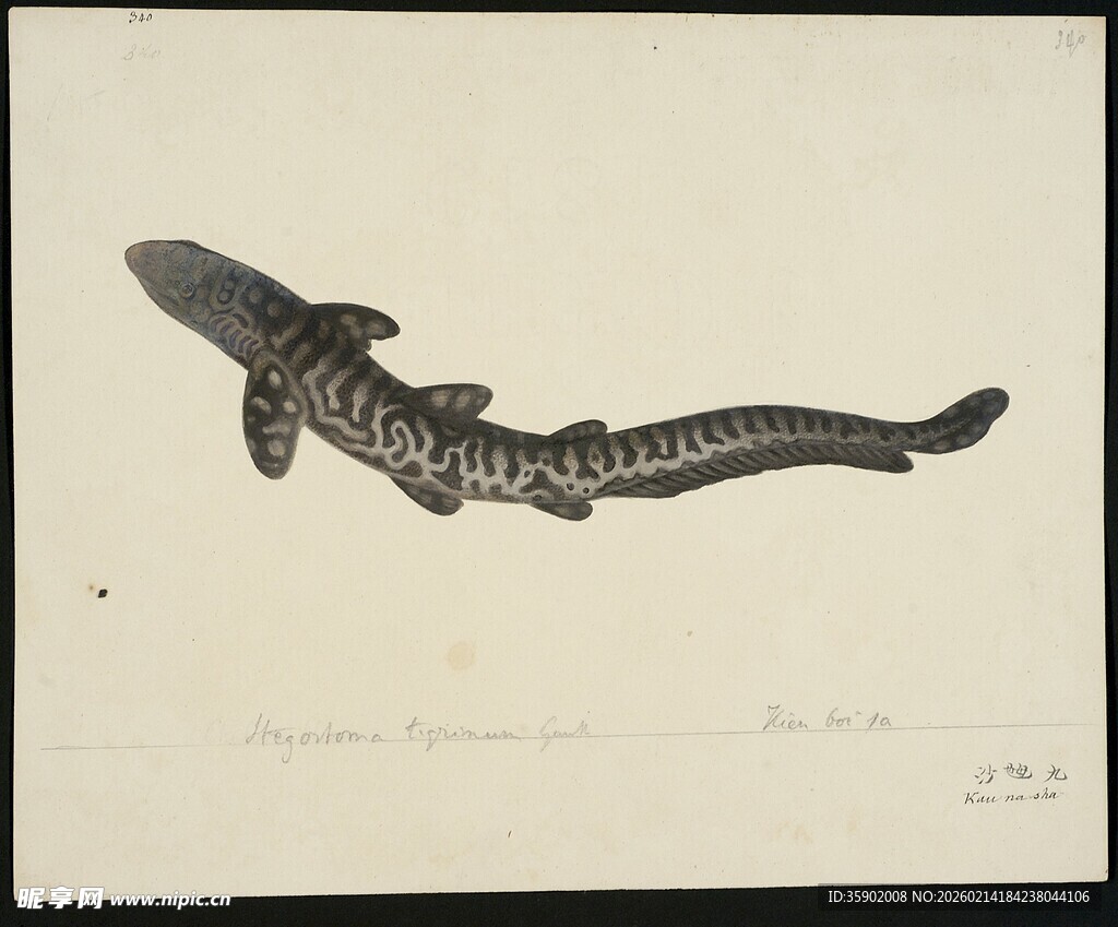 复古风格鲨鱼插画