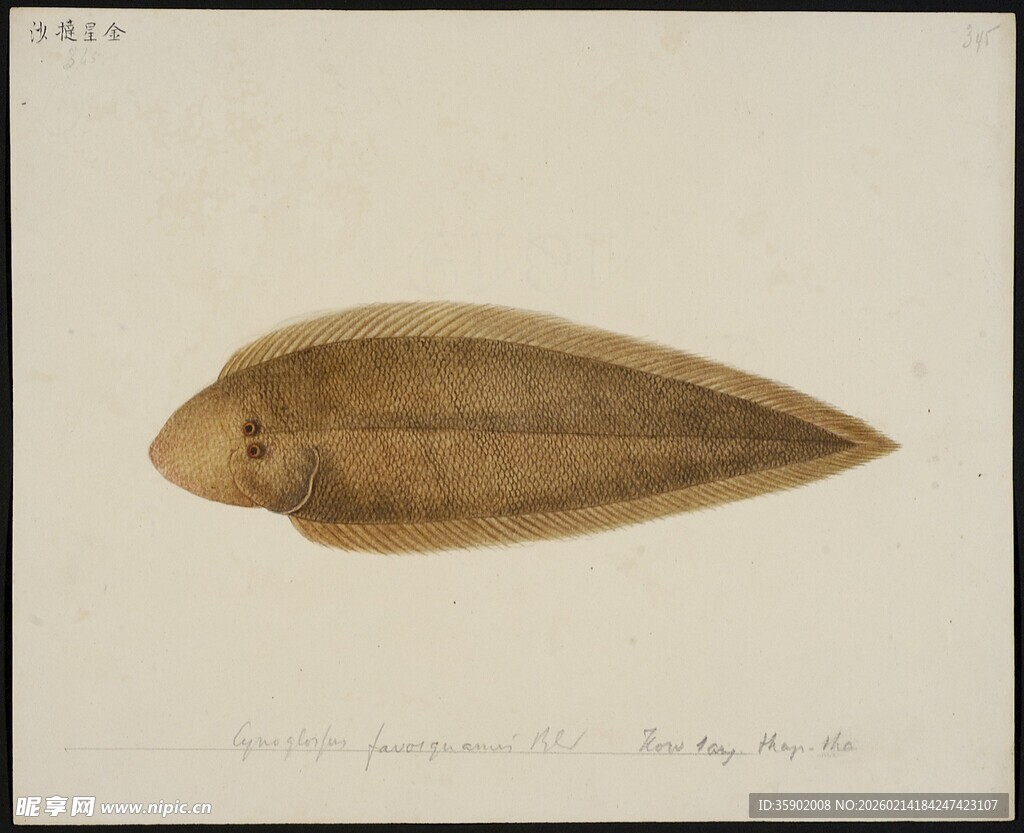 古老手绘鱼形生物图像