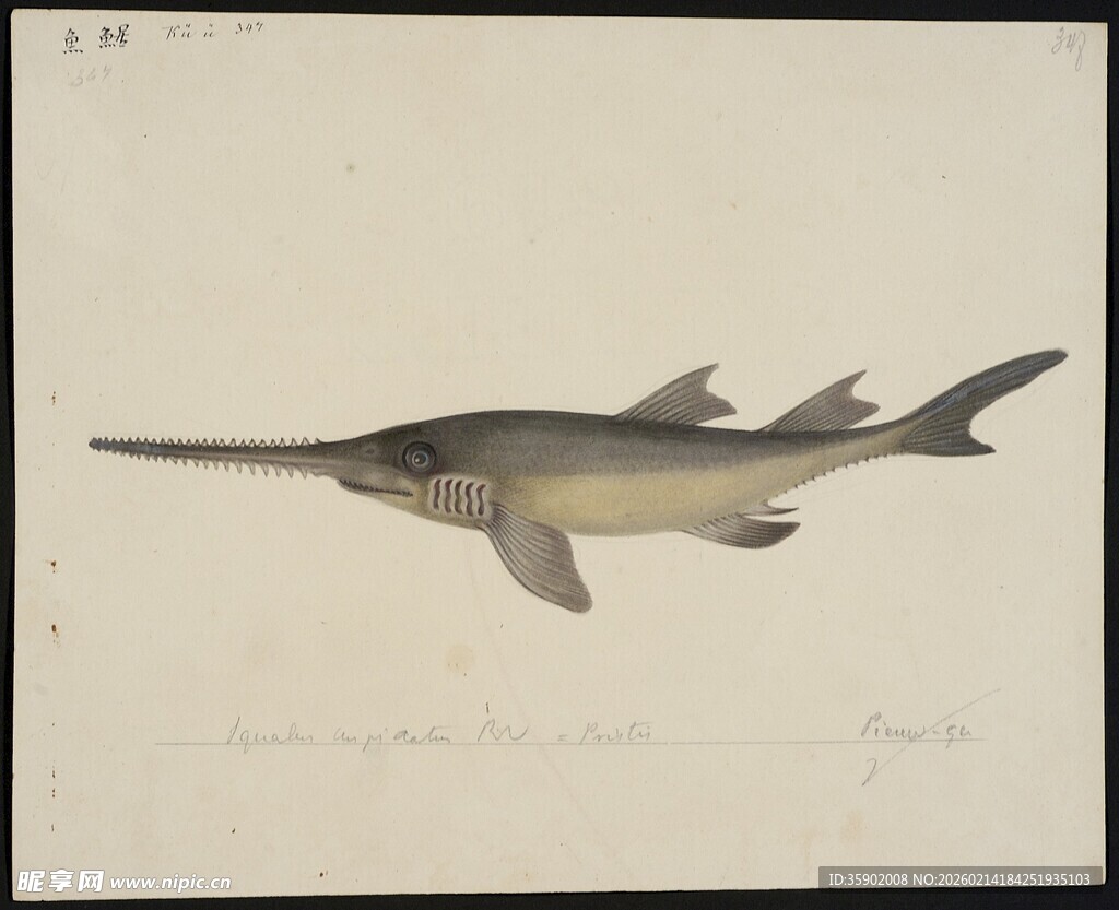 长吻尖嘴鱼插画