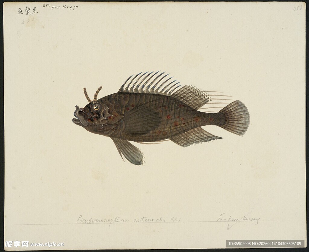 深海鱼特写图片