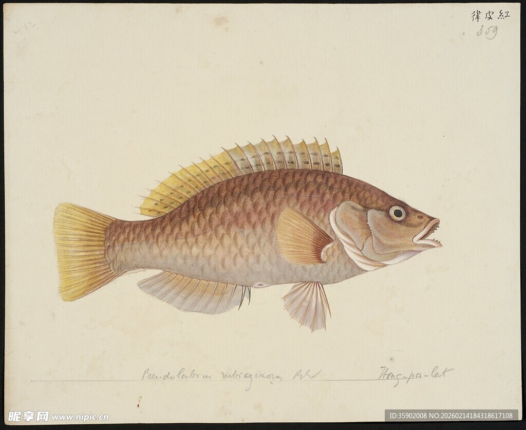 彩色鱼类绘画图