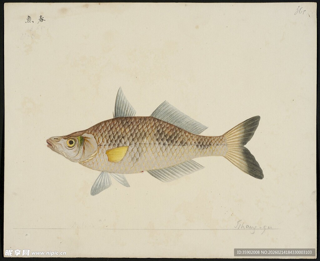 一幅鱼类绘画作品