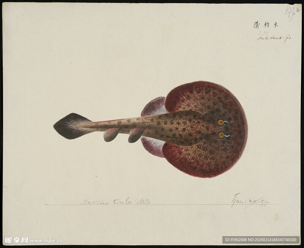 海鱼复古特写装饰画